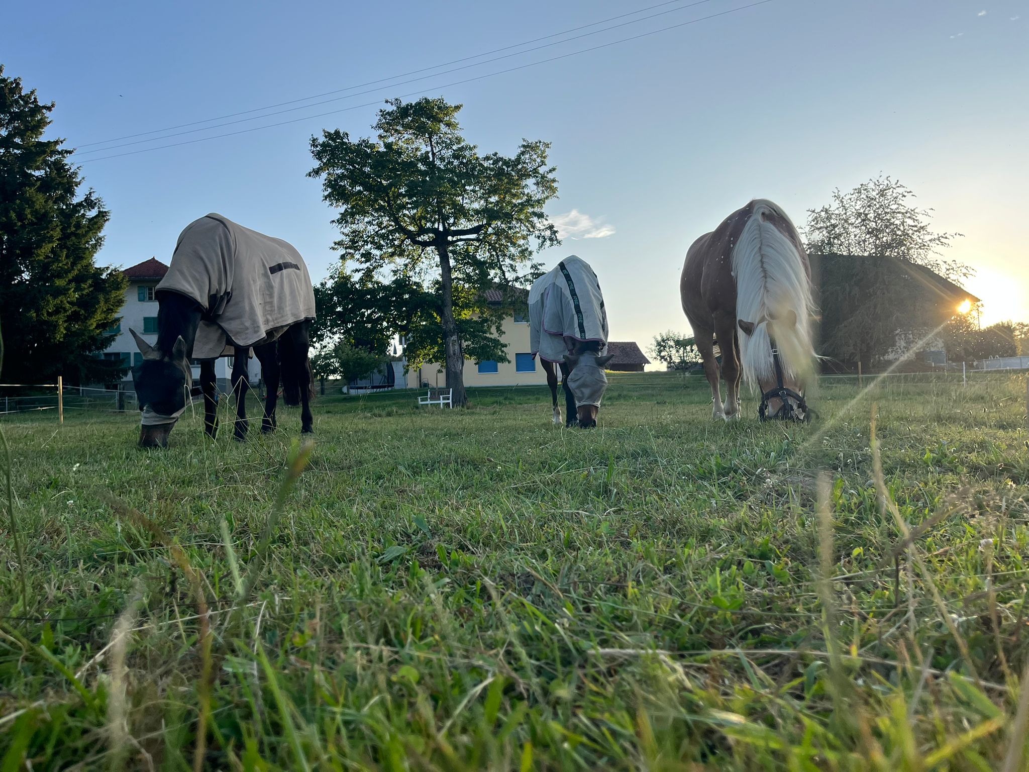 Cheval équipé d’un masque anti-mouches, marchant dans le pré